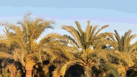 مصر تتصدر دول العالم في إنتاج التمور