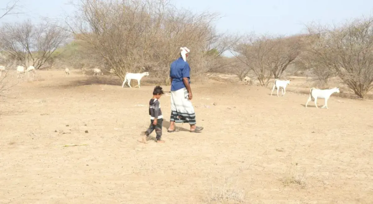 مشروع "مسام" ينزع آلاف الألغام ويطهر ملايين الأمتار المربعة في اليمن