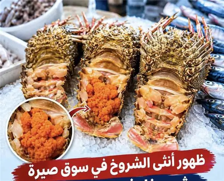 صيد المحظور.. بيع إناث الشروخ  يثير استياء الصيادين والمهتمين بعدن