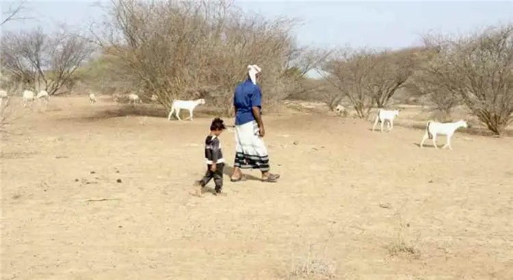 تحت نيران المسيّرات.. "مسام" يُبطل مئات الألغام والذخائر الحوثية ويؤمّن مزارع ميدي بحجة