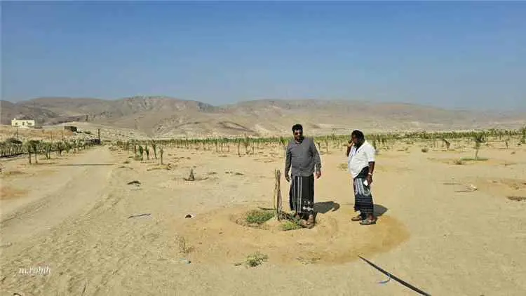 مدير عام الزراعة والري بالمحافظة يشيد بمزرعة النخي...